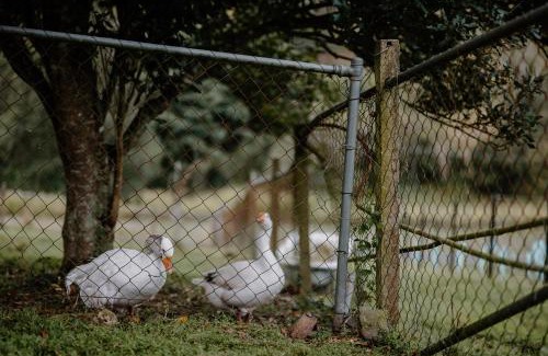 Laceys Creek Maison | Lacey's Creek Homestead