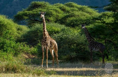 Mto wa Mbu Cabine | Lake Manyara Serena Safari Lodge