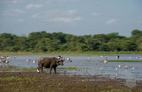 Mto wa Mbu Cabine | Lake Manyara Serena Safari Lodge