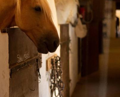 Bouillargues Appartement | Le Bureau du Haras, Bouillargues