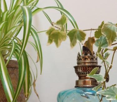 Champagnole Appartement | Le Chablis étoilé