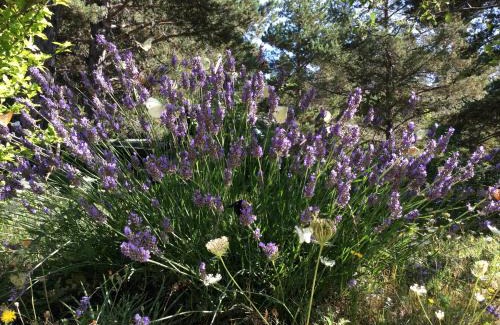 Caille Maison | Le Cytise