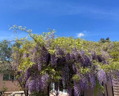 Sainte-Croix-de-Quintillargues Lit Et Petit-Déjeuner | Le clos des olivettes