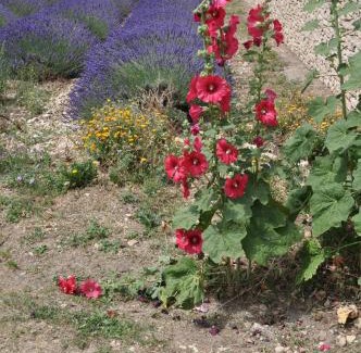 Revest-du-Bion Maison | Le Petit Labouret