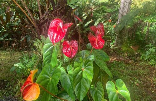 Mountain View Appartement | Lemon Tree Lanai