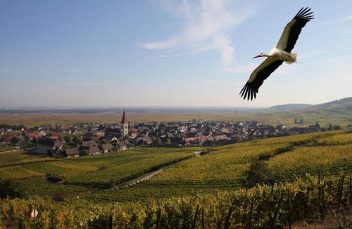 Ammerschwihr Maison | Les Chambres Du Vignoble
