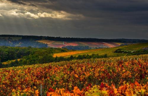 Noe-les-Mallets Autre | Les crins du vignoble