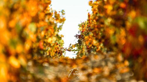 Noe-les-Mallets Autre | Les crins du vignoble