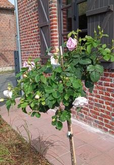 Beloeil Maison | Les roses d'Olga