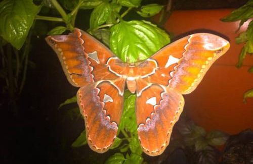 Naranjito Maison | Light of Dawn