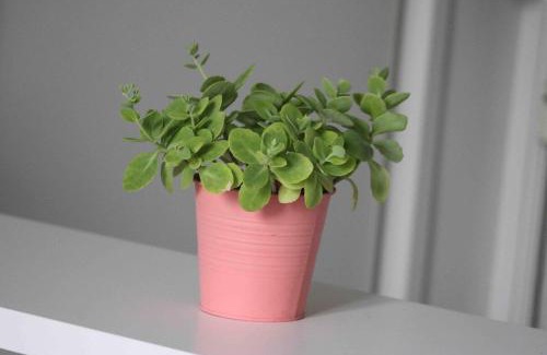 Santa Rita Appartement | Linda GuestHouse