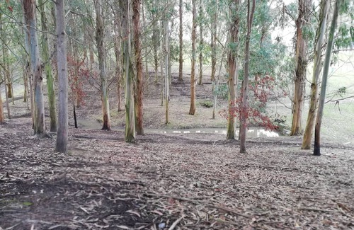 Feilding Cabine | Little Forest Cabins overnight accommodation. No. 1