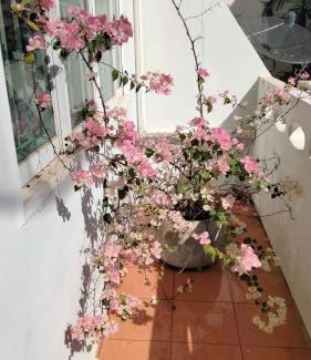 Phitsanulok Maison | Little Jasmine by the River