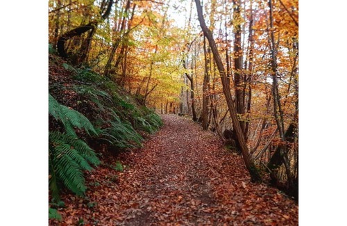 Rimont Maison | Lodging between forest and streams