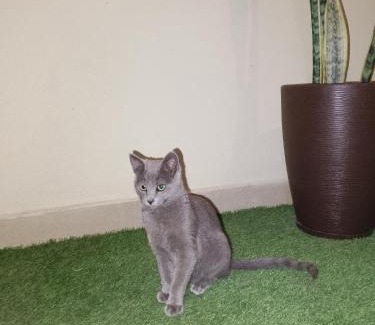 Cochabamba Hôtel | Lolitas Alojamiento Quillacollo