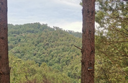 San Sebastian Rio Hondo Cabine | LOS PINOS MAGICOS Cabin