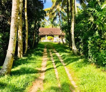 Midigama Maison | Lucky mongrooves