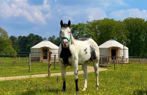 Ledeacker Autre | Magnolia Hoeve - Unieke Bestemming voor Paardenliefhebbers en Bijzondere Overnachtingen in de natuur