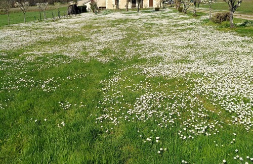 Bergerac Maison | Maison de style périgourdine entourée de 6 hectares de prairies