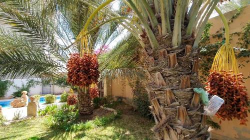 Tozeur Maison | Maison hôte Dar Traki