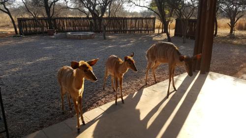 Bela-Bela Chalet De Ski | Makhato 84 Bush Lodge