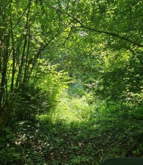 Bostanj Autre | Mala Savca