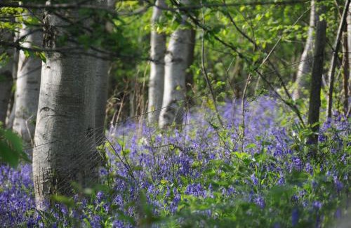 Bourton Appartement | Mallow Glamping Pod