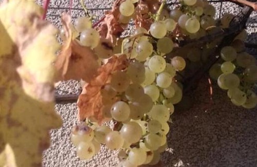 Villersexel Lit Et Petit-Déjeuner | Manoir des Vieilles Vignes