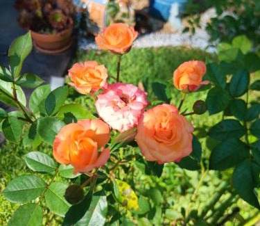Mapleton Lit Et Petit-Déjeuner | Mapleton Peaceful Provence BnB