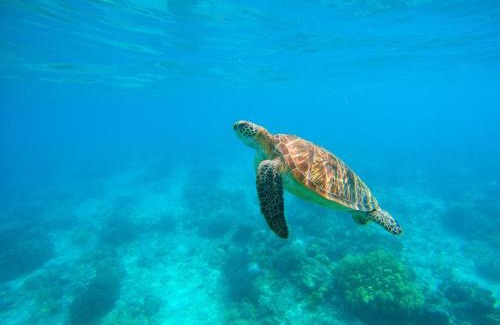 Maratua Island Maison | Maratua Guesthouse
