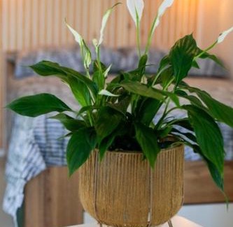 Ripenda Verbanci Appartement | Mati