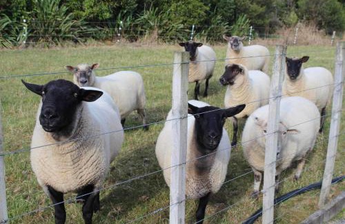 Upper Hutt Maison | Maymorn Orchard Suites