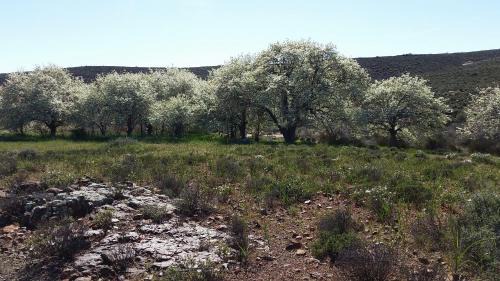 Karoo Hoogland Lit Et Petit-Déjeuner | Middelfontein Farm