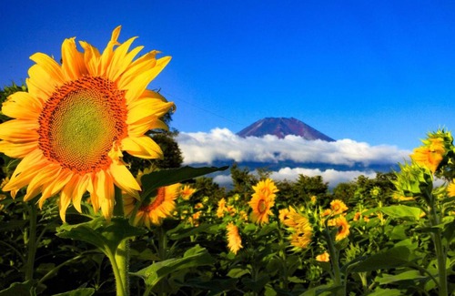 Yamanakako Hôtel | Minamitsuru-gun - Hotel / Vacation STAY 45545