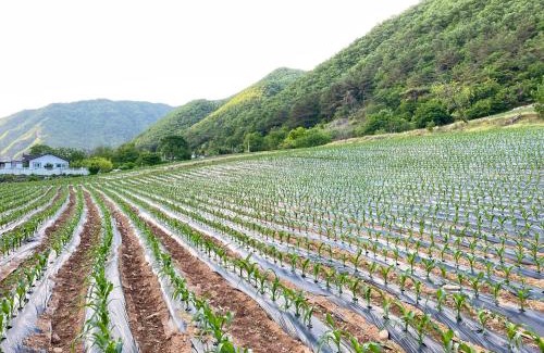 Jeongseon Maison | mindfulstay