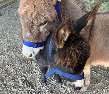 uMngeni Maison | Miracle Mountain Forest Cottage