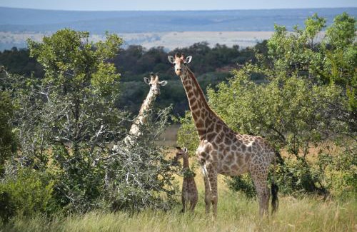 Vaalwater Cabine | Moletani Game Ranch
