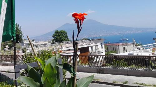 Naples Appartement | MONOCAMERA con TERRAZZOgiardino -STUDETTE -zona Panoramica POSILLIPO