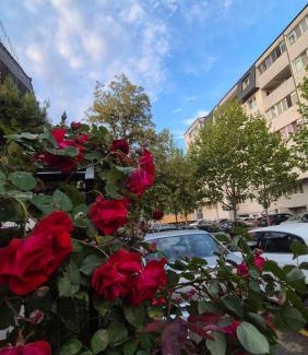 Popesti-Leordeni Appartement | Moon Studio