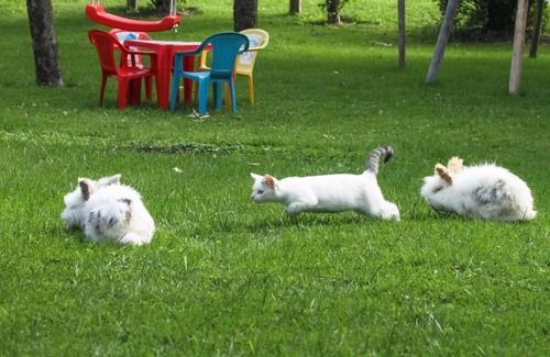 Almdorf Appartement | Mosshamhof