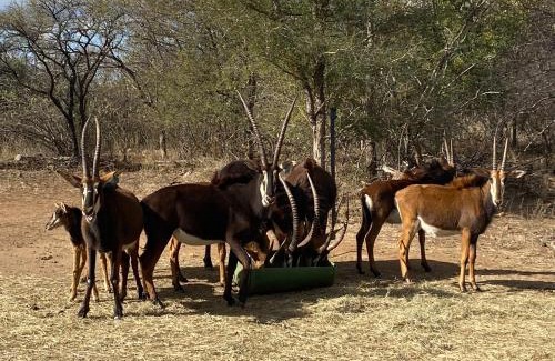 Maruleng Cabine | My Africa Adventure Farm