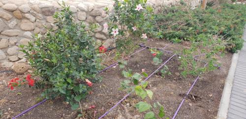 Neve Zohar Maison | Naama rooms for rent