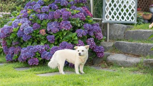 Tanghang-ri Maison | Namhae Ryu&Lee Pet Pension