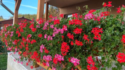 Orfu Appartement | Naplemente Vendégház