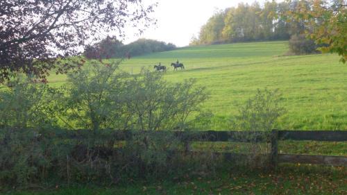 Steina Appartement | Natur pur mit Fernblick für Wanderfreunde