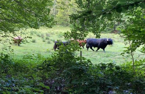 Ravnsbaek Appartement | Naturskøn landidyl på Ibækgaarden - I egen bolig