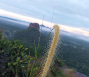 Sigiriya Maison | Near The Canal Homstay