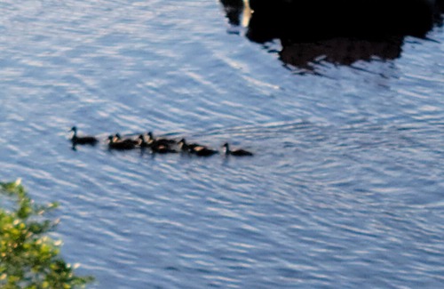 Windham Maison | New openings in July and August! Pet Friendly, Waterfront Property