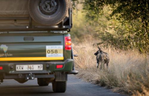 Kruger National Park Autre | Nkuhlu Tented Camp