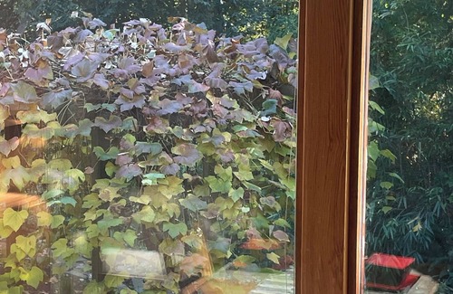 West Vancouver Appartement | nNested in beautiful south facing garden studio available for rent